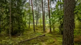 Fotorelacja -  Ogólnopolski Dzień Parków Krajobrazowych w Puszczy Piskiej - zdjęcie 26