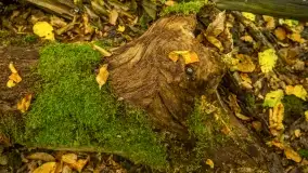 Fotorelacja -  Ogólnopolski Dzień Parków Krajobrazowych w Puszczy Piskiej - zdjęcie 41