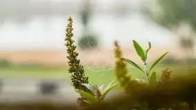 Poranek w Bocianim Gnieździe i te... mgły nad jeziorem Ryńskim - zdjęcie 28