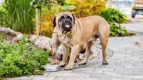 Poranek w Bocianim Gnieździe i te... mgły nad jeziorem Ryńskim - zdjęcie 36