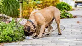 Poranek w Bocianim Gnieździe i te... mgły nad jeziorem Ryńskim - zdjęcie 37