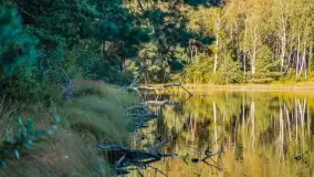 Jezioro Wesołek i puszcza Piska - zdjęcie 3