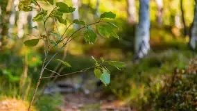 Jezioro Wesołek i puszcza Piska - zdjęcie 42