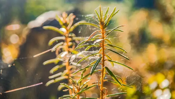Jezioro Wesołek i puszcza Piska - zdjęcie 10