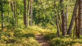 Jezioro Wesołek i puszcza Piska - zdjęcie 12