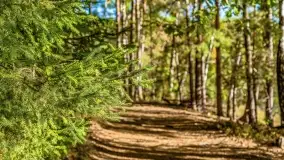 Jezioro Wesołek i puszcza Piska - zdjęcie 51