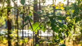 Jezioro Wesołek i puszcza Piska - zdjęcie 21