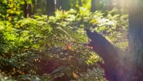 Jezioro Wesołek i puszcza Piska - zdjęcie 39