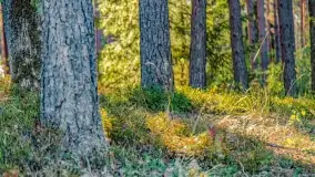 Jezioro Wesołek i puszcza Piska - zdjęcie 32