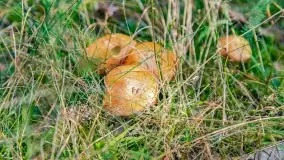 Nie-Sezon grzybowy na Mazurach dobiega do końca - zdjęcie 43