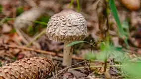 Nie-Sezon grzybowy na Mazurach dobiega do końca - zdjęcie 19