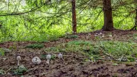 Nie-Sezon grzybowy na Mazurach dobiega do końca - zdjęcie 33