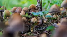 Nie-Sezon grzybowy na Mazurach dobiega do końca - zdjęcie 17