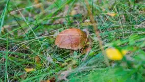 Nie-Sezon grzybowy na Mazurach dobiega do końca - zdjęcie 23