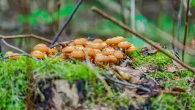 Nie-Sezon grzybowy na Mazurach dobiega do końca - zdjęcie 61