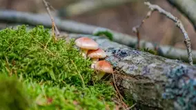 Nie-Sezon grzybowy na Mazurach dobiega do końca - zdjęcie 24