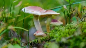 Nie-Sezon grzybowy na Mazurach dobiega do końca - zdjęcie 42