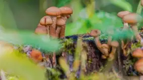 Nie-Sezon grzybowy na Mazurach dobiega do końca - zdjęcie 21