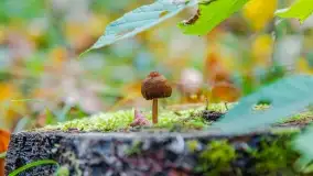 Nie-Sezon grzybowy na Mazurach dobiega do końca - zdjęcie 28