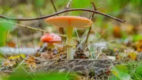 Nie-Sezon grzybowy na Mazurach dobiega do końca - zdjęcie 27