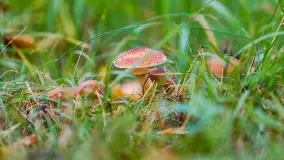 Nie-Sezon grzybowy na Mazurach dobiega do końca - zdjęcie 45