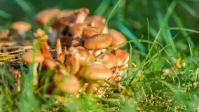 Nie-Sezon grzybowy na Mazurach dobiega do końca - zdjęcie 38