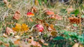 Nie-Sezon grzybowy na Mazurach dobiega do końca - zdjęcie 52