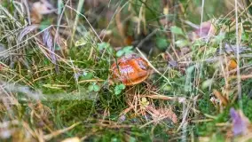 Nie-Sezon grzybowy na Mazurach dobiega do końca - zdjęcie 50