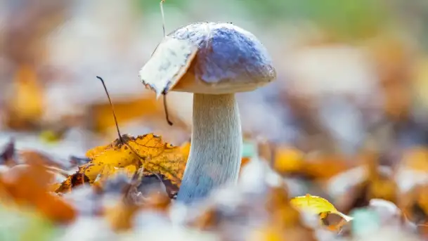 Nie-Sezon grzybowy na Mazurach dobiega do końca - zdjęcie 3