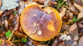 Nie-Sezon grzybowy na Mazurach dobiega do końca - zdjęcie 71