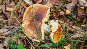 Nie-Sezon grzybowy na Mazurach dobiega do końca - zdjęcie 68