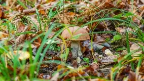 Nie-Sezon grzybowy na Mazurach dobiega do końca - zdjęcie 74