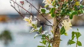 Pierwszy śnieg już za nami... Bocianie Gniazdo w Rynie - zdjęcie 34