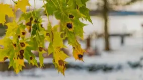 Pierwszy śnieg już za nami... Bocianie Gniazdo w Rynie - zdjęcie 24