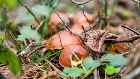 Mazury i grzyby... piękne połączenie - zdjęcie 23