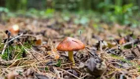 Mazury i grzyby... piękne połączenie - zdjęcie 26