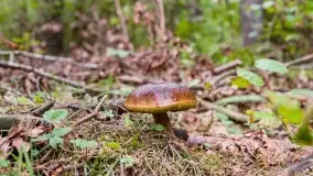 Mazury i grzyby... piękne połączenie - zdjęcie 12