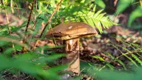 Mazury i grzyby... piękne połączenie - zdjęcie 16