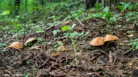 Mazury i grzyby... piękne połączenie - zdjęcie 14