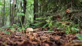 Mazury i grzyby... piękne połączenie - zdjęcie 3