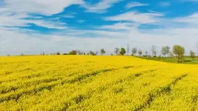 Rzepakowe pola, przypominamy żółty kolor Mazur - zdjęcie 6