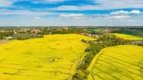 Rzepakowe pola, przypominamy żółty kolor Mazur - zdjęcie 4