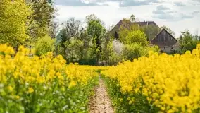Rzepakowe pola, przypominamy żółty kolor Mazur - zdjęcie 26