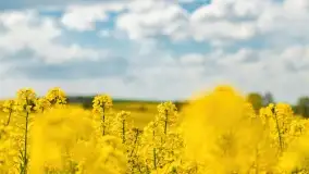 Rzepakowe pola, przypominamy żółty kolor Mazur - zdjęcie 36