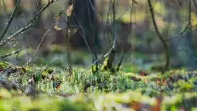 Mazurski las u progu wiosny, marzec 2020 - zdjęcie 11