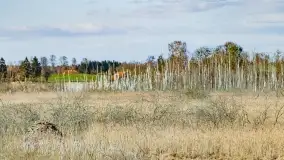 Mazurski las u progu wiosny, marzec 2020 - zdjęcie 33