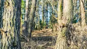 Mazurski las u progu wiosny, marzec 2020 - zdjęcie 41