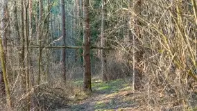 Mazurski las u progu wiosny, marzec 2020 - zdjęcie 20