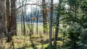 Mazurski las u progu wiosny, marzec 2020 - zdjęcie 29