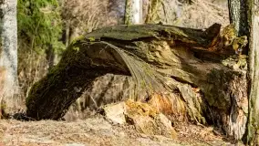 Przedwiośnie na mazurskich polach i łąkach, marzec 2021 - zdjęcie 21